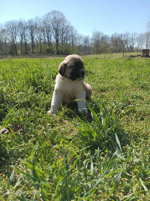 Boy2 – Anatolian Shepherd Dog, Great Pyrenees puppy for sale in Milan, TN