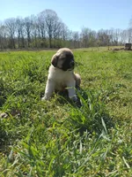 Boy2, a male Anatolian Shepherd Dog and Great Pyrenees for sale in Milan, TN – Photo 1 of 4