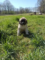 Boy2, a male Anatolian Shepherd Dog and Great Pyrenees for sale in Milan, TN – Photo 4 of 4