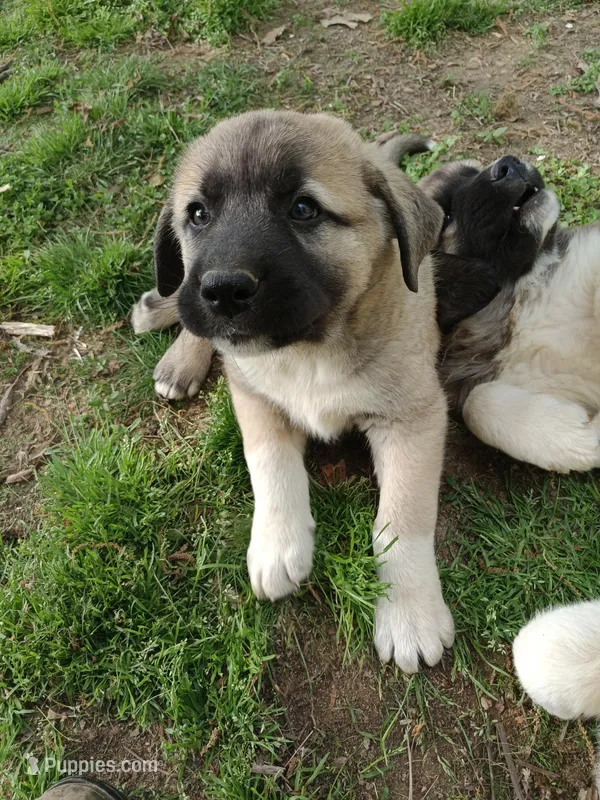 Boy 4 – Anatolian Shepherd Dog, Great Pyrenees puppy for sale in Milan, TN