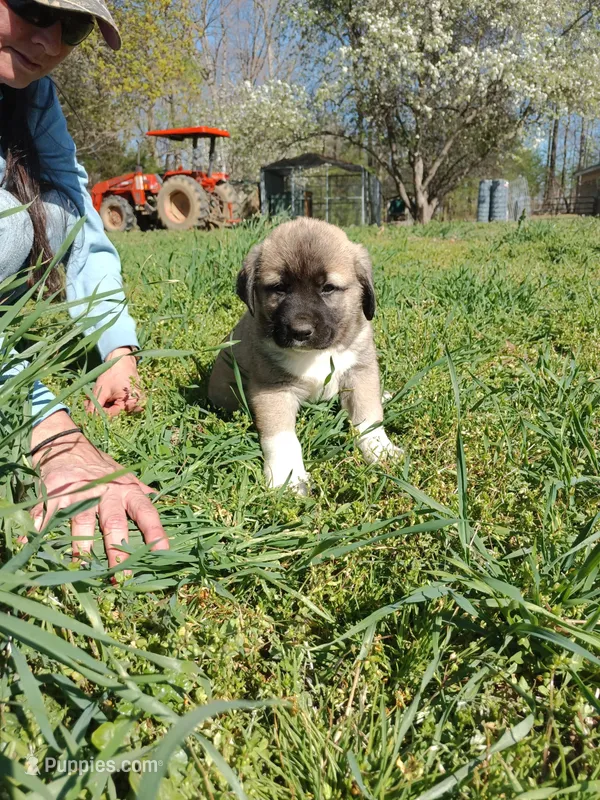 Boy4 – Anatolian Shepherd Dog, Great Pyrenees puppy for sale in Milan, TN