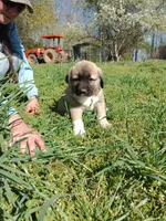 Boy4, a male Anatolian Shepherd Dog and Great Pyrenees for sale in Milan, TN – Photo 1 of 2