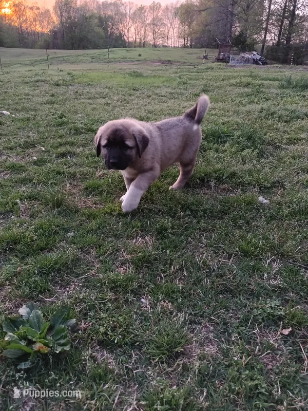 Boy 4 – Anatolian Shepherd Dog, Great Pyrenees puppy for sale in Milan, TN
