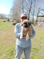 Boy4, a male Anatolian Shepherd Dog and Great Pyrenees for sale in Milan, TN – Photo 2 of 2