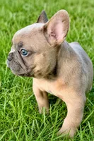 Dash, a male French Bulldog for sale in Bristol, IN – 7 of 10
