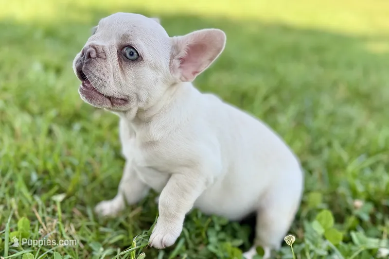 Stella – French Bulldog puppy for sale in Bristol, IN