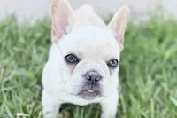 Skye, a female French Bulldog for sale in Bristol, IN – 1 of 10