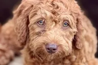 Waverley, a female Goldendoodle for sale in Bristol, IN – 1 of 10