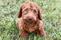 Waverley, a female Goldendoodle for sale in Bristol, IN – 4 of 10