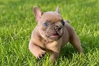 Dash, a male French Bulldog for sale in Bristol, IN – 6 of 10