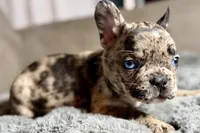 Hudson , a male French Bulldog for sale in Bristol, IN – 10 of 10