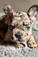 Hudson , a male French Bulldog for sale in Bristol, IN – 8 of 10