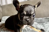 Harper, a female French Bulldog for sale in Bristol, IN – 3 of 10