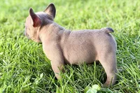Dash, a male French Bulldog for sale in Bristol, IN – 9 of 10