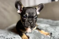 Harper, a female French Bulldog for sale in Bristol, IN – 5 of 10