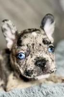 Hudson , a male French Bulldog for sale in Bristol, IN – 7 of 10