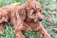 Waldo, a male Goldendoodle for sale in Bristol, IN – 9 of 9