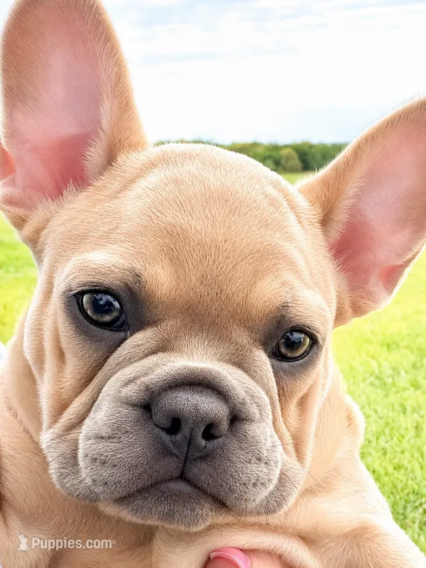 Coral – French Bulldog puppy for sale in Bristol, IN