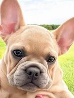 Coral, a female French Bulldog for sale in Bristol, IN – 1 of 10