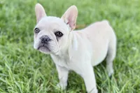 Skye, a female French Bulldog for sale in Bristol, IN – 5 of 10