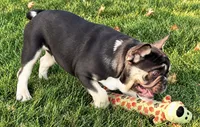 Marshall , a male French Bulldog for sale in Bristol, IN – 7 of 9