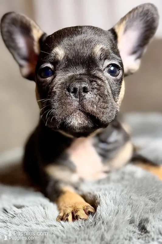 Harper – French Bulldog puppy for sale in Bristol, IN