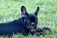 Queenie, a female Frenchton for sale in Bristol, IN – 2 of 9