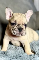 Hank, a male French Bulldog for sale in Bristol, IN – 3 of 9