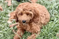 Waldo, a male Goldendoodle for sale in Bristol, IN – 8 of 9