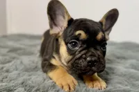 Arlo, a male French Bulldog for sale in Bristol, IN – Photo 8 of 10