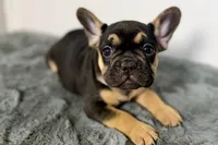Arlo, a male French Bulldog for sale in Bristol, IN – Photo 7 of 10