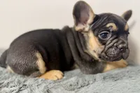 Arlo, a male French Bulldog for sale in Bristol, IN – Photo 10 of 10