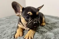 Arlo, a male French Bulldog for sale in Bristol, IN – Photo 9 of 10