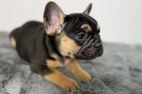 Arlo, a male French Bulldog for sale in Bristol, IN – Photo 5 of 10