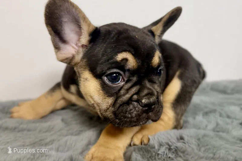 Arlo – French Bulldog puppy for sale in Bristol, IN
