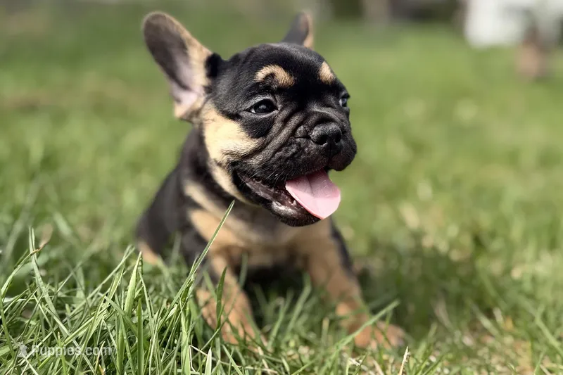 Arlo – French Bulldog puppy for sale in Bristol, IN