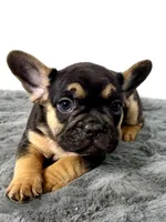 Arlo, a male French Bulldog for sale in Bristol, IN – Photo 2 of 10
