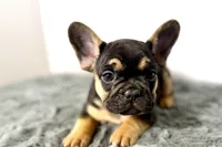 Arlo, a male French Bulldog for sale in Bristol, IN – Photo 4 of 10