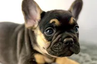 Arlo, a male French Bulldog for sale in Bristol, IN – Photo 3 of 10