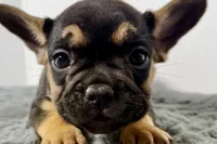 Arlo, a male French Bulldog for sale in Bristol, IN – Photo 6 of 10