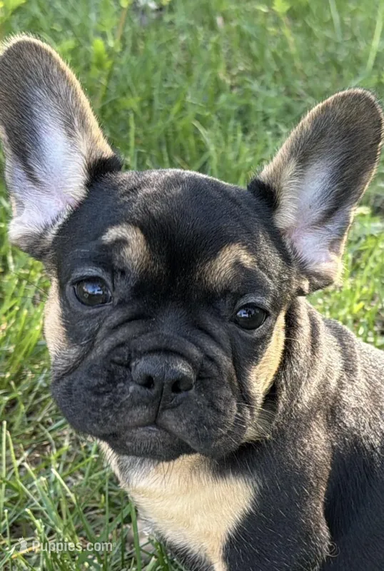 Arlo – French Bulldog puppy for sale in Bristol, IN