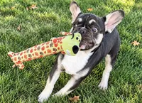 Marshall , a male French Bulldog for sale in Bristol, IN – 2 of 9