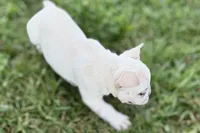 Stella, a female French Bulldog for sale in Bristol, IN – 7 of 8