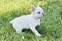 Stella, a female French Bulldog for sale in Bristol, IN – 2 of 8