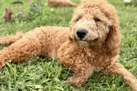 Whisper, a female Goldendoodle for sale in Bristol, IN – 2 of 9