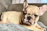 Hank, a male French Bulldog for sale in Bristol, IN – 7 of 9