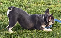 Marshall , a male French Bulldog for sale in Bristol, IN – 3 of 9