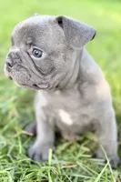 Duke, a male French Bulldog for sale in Bristol, IN – 6 of 10