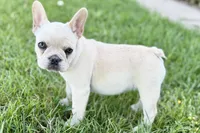 Skye, a female French Bulldog for sale in Bristol, IN – 8 of 10