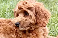 Waldo, a male Goldendoodle for sale in Bristol, IN – 6 of 9